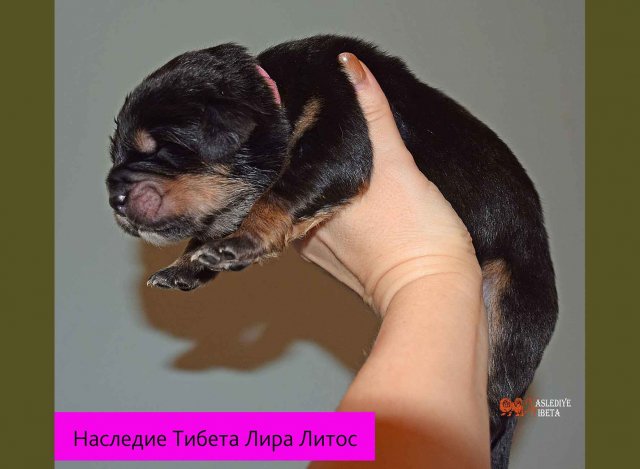 Щенки от пары Брайн х Ютера